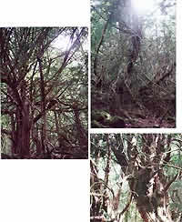 O mellor bosque de teixos do sur de Europa