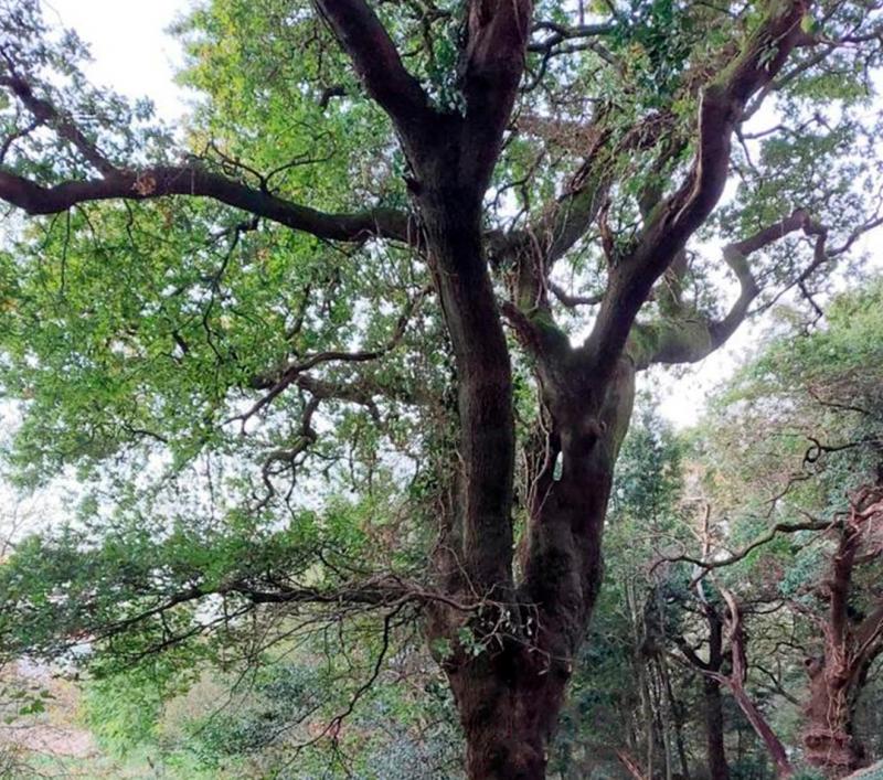 Imagen del árbol ubicado en el bosque el popular barrio compostelano de Conxo